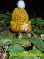 /home//u458753944/public_html/sourcegallery/////////////////////////Frogs/Bullfrogs 2020-09 Upper Merion/P9280718.JPG